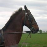 paard van fam Haarsma